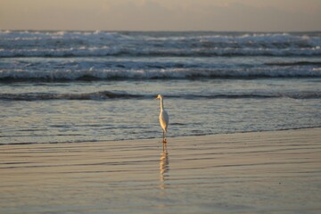 Nascer do sol na praia