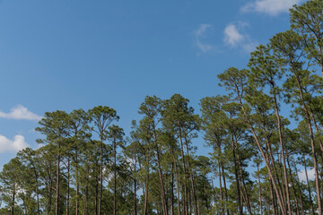 Low angle view of tall trees against the blue sky in Navarre, Florida. Views of a green tall trees in a forest from below under the blue skyline background.