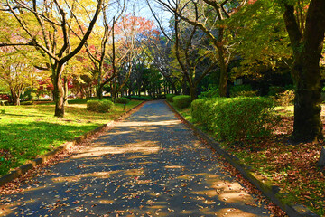 Fototapeta premium 木漏れ日あふれる秋の歩道