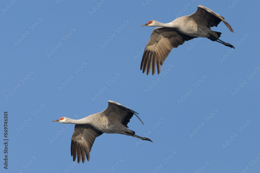 Canvas Prints Close view of sandhill cranes flying in beautiful light, seen in the wild in North California