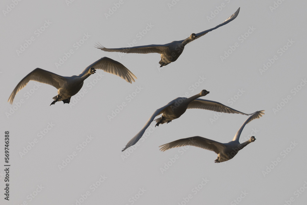 Wall mural Close view of  snow geese flying in beautiful light, seen in the wild in North California