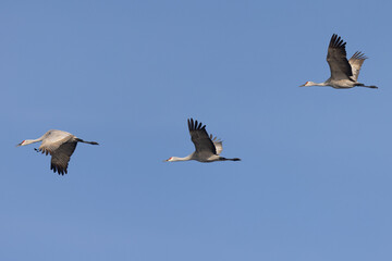 Obraz premium Close view of sandhill cranes flying in beautiful light, seen in the wild in North California