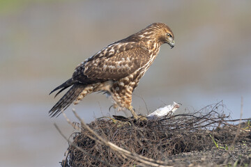 Close view of a red-tailed hawk in his nest, seen in the wild in  North California