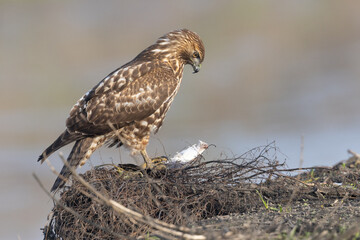 Close view of a red-tailed hawk in his nest, seen in the wild in  North California