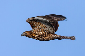 Close view of a red-tailed hawk flying, seen in the wild in  North California