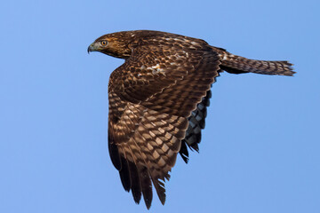 Close view of a red-tailed hawk flying, seen in the wild in  North California