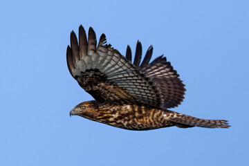 Close view of a red-tailed hawk flying, seen in the wild in  North California