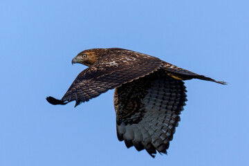 Close view of a red-tailed hawk flying, seen in the wild in  North California