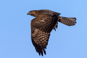 Close view of a red-tailed hawk flying, seen in the wild in  North California