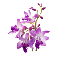 Fototapeta na wymiar dendrobium orchid isolated on transparent background cutout