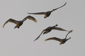 Close view of  snow geese flying in beautiful light, seen in the wild in North California