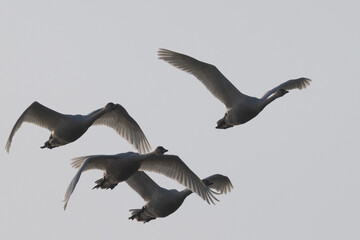 Obraz premium Close view of snow geese flying in beautiful light, seen in the wild in North California