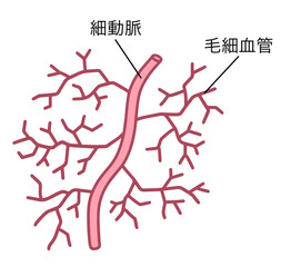 血管、毛細血管、名称あり