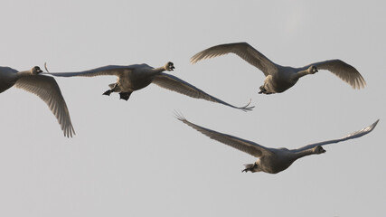 Close view of  snow geese flying in beautiful light, seen in the wild in North California