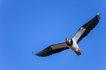 青空バックに優雅に飛ぶケリ