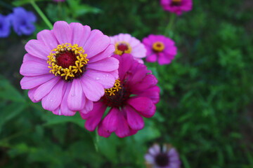 Obraz premium Pink zinnia flowers in the garden