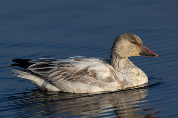 Close view of a snow goose, seen in the wild in a North California marsh
