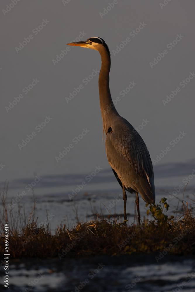 Canvas Prints Close view of a great blue heron in beautiful light , seen in the wild in North California