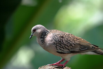 Pigeon standing on the rock