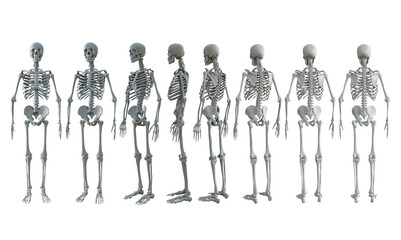 3d rendering of human skull bones full body from different perspective view © arda