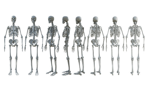 3d rendering of human skull bones full body from different perspective view