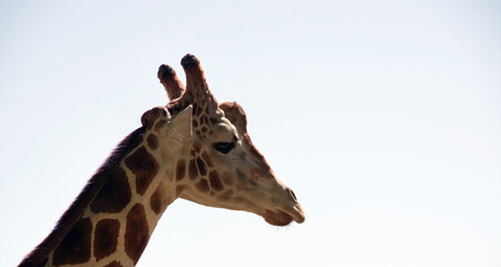 Head of a giraffe against pale blue sky