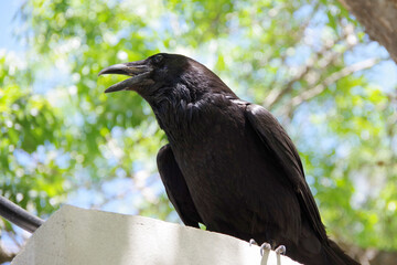 Black raven sitting high on a concrete structure