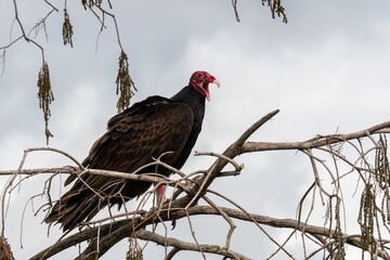Yawning Turkey Vulture - Cathartes aura - perched in Cypress Tree in Everglades National Park..