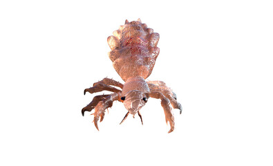 3d rendered illustration of a head louse