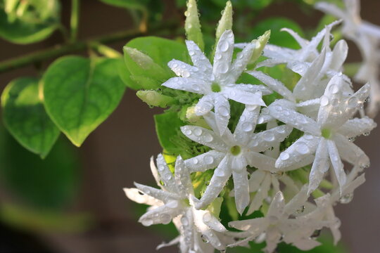 Beautiful white flowers on the tree. White flower macro photos