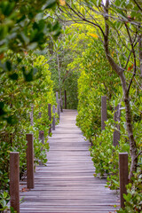 Fototapeta na wymiar Footpath in the Mangrove Forest 