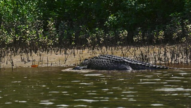 Dangerous crocodile walking in a mangrove river. Wild saltwater reptile animal in Daintree National Park in Australia. Cinematic close-up nature documentary of a scenic tourist tourism attraction 4K.