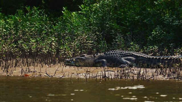 Dangerous crocodile sunbathing in a mangrove river. Wild saltwater reptile animal in Daintree National Park in Australia. Cinematic close-up nature documentary of a scenic tourist attraction in 4K UHD