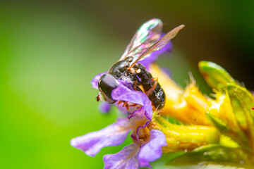 close-up hoverfly on purple blossom flower