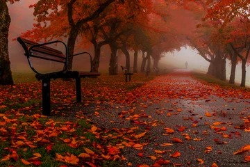 Fotobehang Fall colours in Vancouver © Ann B.
