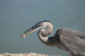 great blue heron