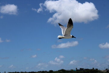 seagull in the sky