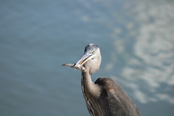 hungry old bird 