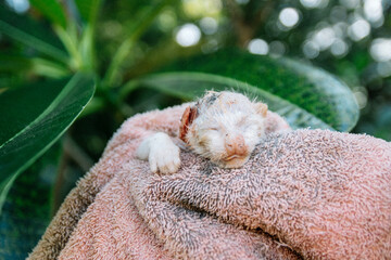 poor dead newborn kitten