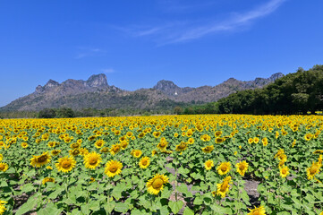 Beautiful Scenery of Blooming Sunflower Fields at Khao Chin Lae in Lopburi Province, Thailand