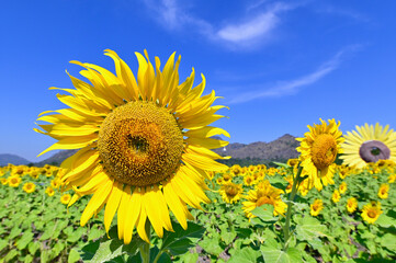 Sunflowers at Sunflower Fields with Blue Sky