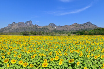 Field of Blooming Sunflowers at Khao Chin Lae in Lopburi, Thailand