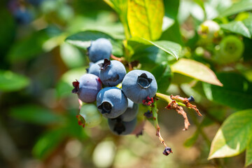 Fruits of blueberries has become in a field, JAPAN.