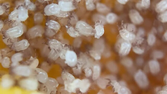 Microscopic View of Disgusting Cheese Mites on French Cheese - Zoom Out