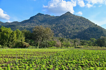 Fototapeta premium Organic Lettuce Farm with Mountain as Background