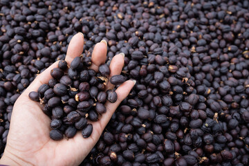 Natural dry process it is suitable for presenting a variety of coffee flavors. which are different for each source each species.