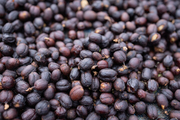 Natural dry process it is suitable for presenting a variety of coffee flavors. which are different for each source each species.