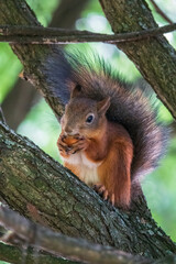 The squirrel with nut sits on a branches in the spring or summer.