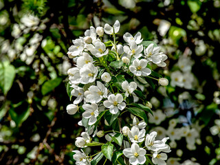 branches of a blooming apple tree with white beautiful flowers