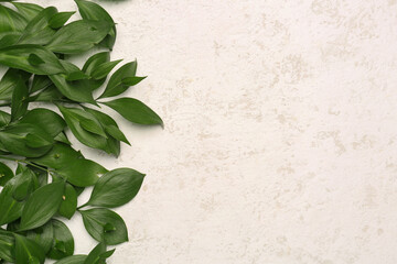 Fresh plant branches on light background